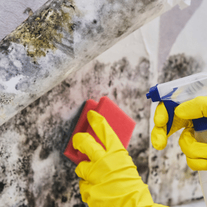 southern ga mold removal services